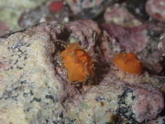 Balanophyllia regia