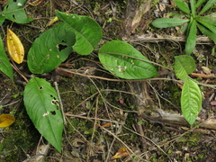Oligactis sessiliflora