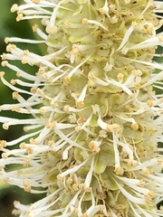 Sanguisorba stipulata
