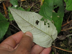 Oligactis sessiliflora