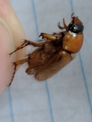 Cyclocephala borealis