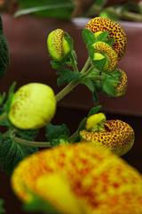 Calceolariaceae