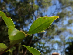 Decaspermum gracilentum