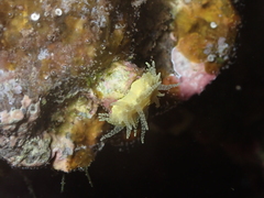 Balanophyllia regia