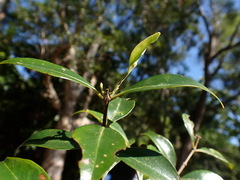 Decaspermum gracilentum