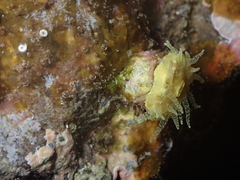 Balanophyllia regia