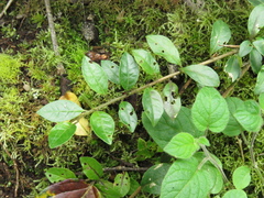 Cestrum buxifolium