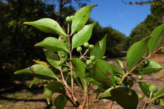 Decaspermum gracilentum