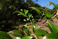 Decaspermum gracilentum