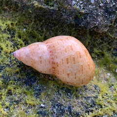 Phasianella solida