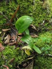 Prescottia stachyodes