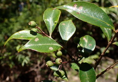 Decaspermum gracilentum