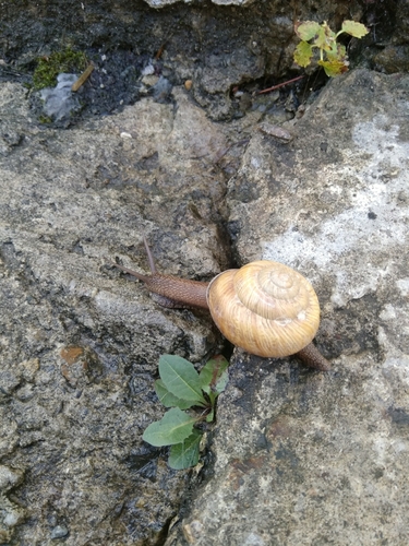 Caucasotachea atrolabiata