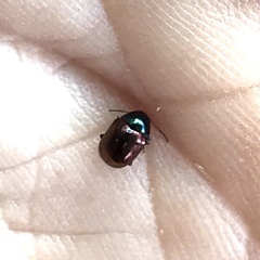 Spintherophyta violaceipennis