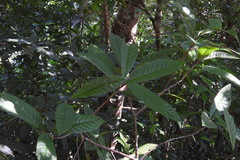 Symplocos koshunensis