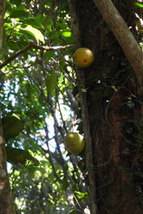 Ficus aurantiaca parvifolia