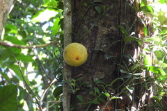 Ficus aurantiaca parvifolia