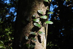 Ficus aurantiaca parvifolia