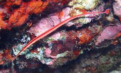 Dunckerocampus baldwini