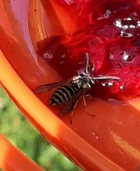 Vespula flavopilosa