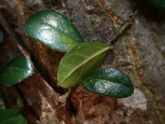 Ficus aurantiaca parvifolia