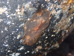 Planocera