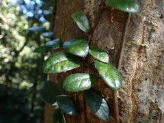 Ficus aurantiaca parvifolia