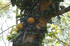 Ficus aurantiaca parvifolia