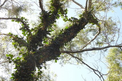 Ficus aurantiaca parvifolia
