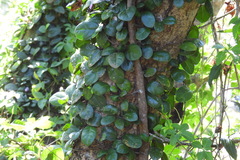 Ficus aurantiaca parvifolia