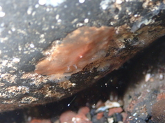 Planocera