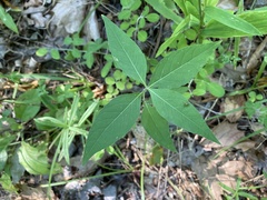 Ruellia pedunculata