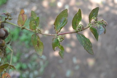 Euphorbia hirta
