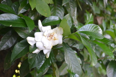 Gardenia gummifera