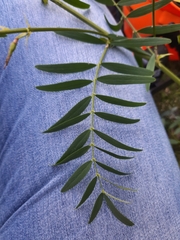 Galega