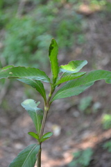 Hygrophila ringens