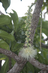 Barringtonia calyptrata