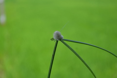 Cyperus mindorensis