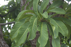 Barringtonia calyptrata
