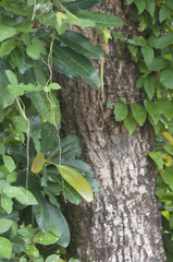 Barringtonia calyptrata