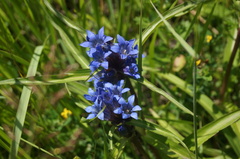 Gentiana dahurica