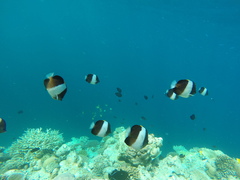 Hemitaurichthys zoster