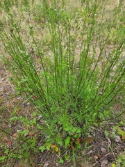 Artemisia campestris