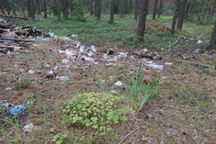 Geranium × cantabrigiense