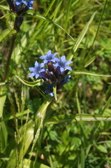 Gentiana dahurica