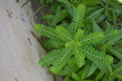 Phyllanthus niruri