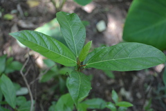 Magnoliopsida