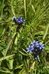 Gentiana dahurica