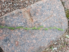Artemisia campestris