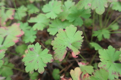 Geranium × cantabrigiense